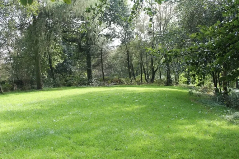 Back lane field 1.jpg 768x513