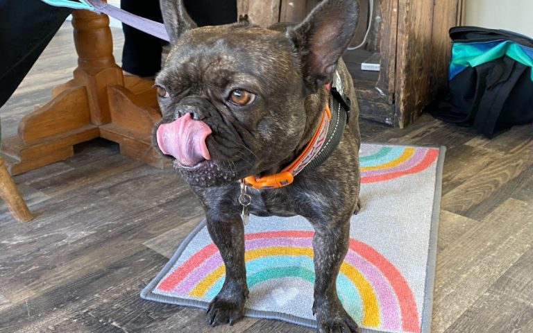 BB dog friendly 1080x675 GT 1 1 768x480