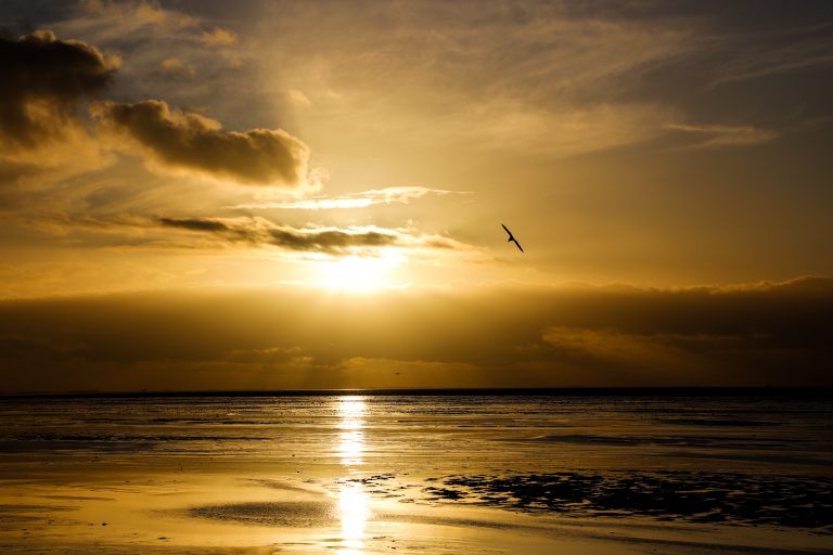 bird sky beach 768x512