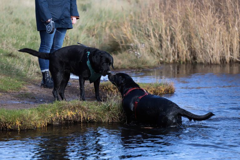 labs nose to nose 201025 768x512